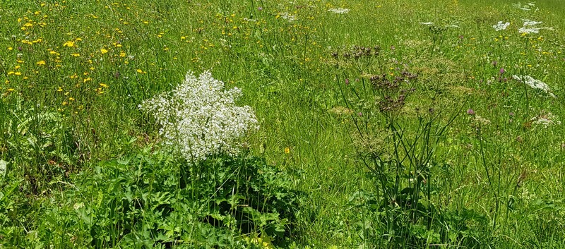 Wiese am Hochweg